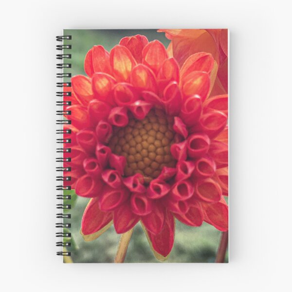 Item preview, Red Symphony Dahlia Flower Boom Boom Red Water Lily Yellow Fibonacci Spiral Disc Floret 074 designed and sold by Bees-n-Flowers.