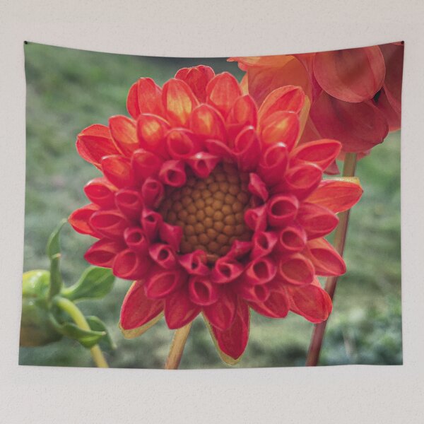 Item preview, Red Symphony Dahlia Flower Boom Boom Red Water Lily Yellow Fibonacci Spiral Disc Floret 074 designed and sold by Bees-n-Flowers.