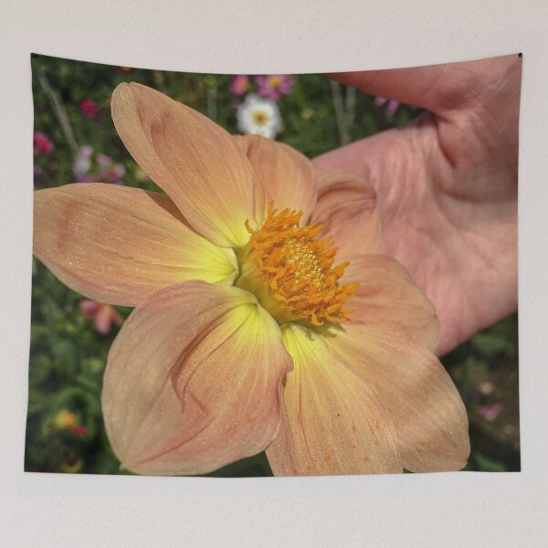 Artikelvorschau, Orange-rosa Mischung zu leuchtend gelben einzelnen Dahlienblüten mit gelber Fibonacci-Spiralscheibe Floret 075 entworfen und verkauft von Bees-n-Flowers.