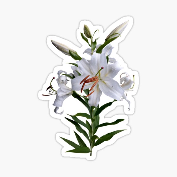 Item preview, White Lilly Flower designed and sold by AgaSilva.