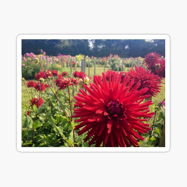 Item preview, Crimson Red Cactus Dahlia Flowers Double Blooms 077 designed and sold by Bees-n-Flowers.