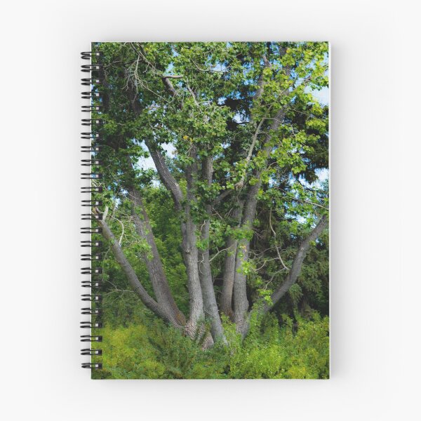 Item preview, Bur Oak designed and sold by CanadianWild418.
