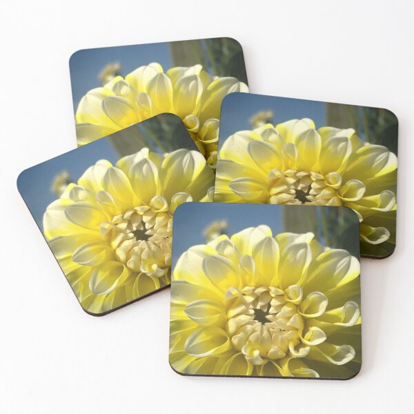 Item preview, Decorative Yellow and White Tips Ball Dahlia Hollyhill Lemon Ice Flower 078Decorative Yellow and White Tips Ball Dahlia Hollyhill Lemon Ice Flower 078   designed and sold by Bees-n-Flowers.
