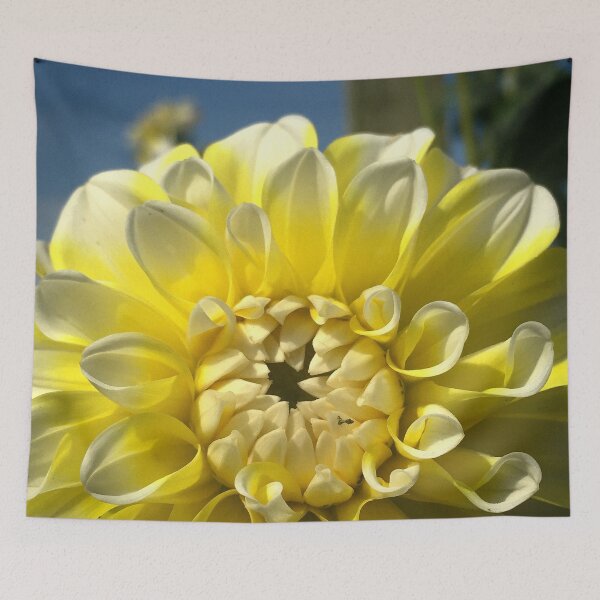 Item preview, Decorative Yellow and White Tips Ball Dahlia Hollyhill Lemon Ice Flower 078Decorative Yellow and White Tips Ball Dahlia Hollyhill Lemon Ice Flower 078   designed and sold by Bees-n-Flowers.