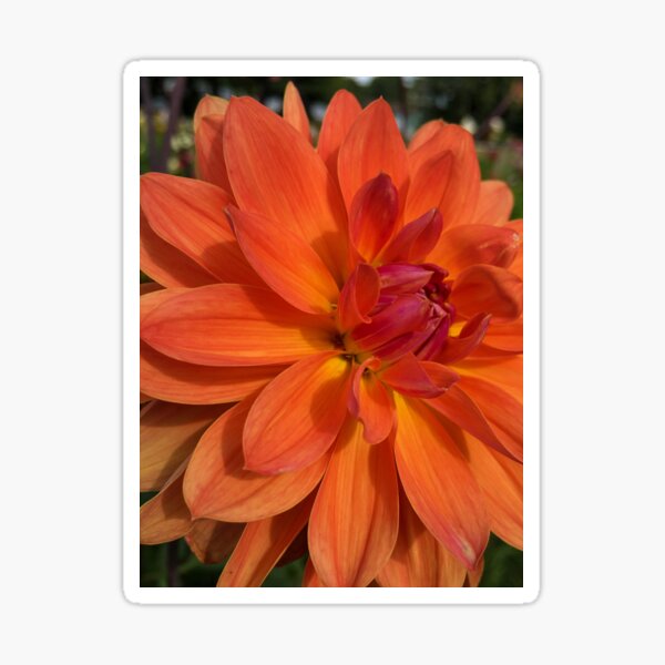 Item preview, Decorative Dahlia 'Fire Pot' Bouquet. Blend of Pink and Orange with a Yellow Centre. Very Floriferous 079 designed and sold by Bees-n-Flowers.