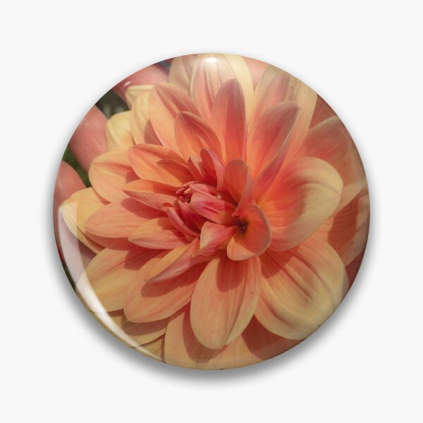Item preview, Coral Orange Double Bloom Decorative Dahlia. Pink-flushed, Apricot to Light Orange Flower, flushed Yellow at the centre 081 designed and sold by Bees-n-Flowers.