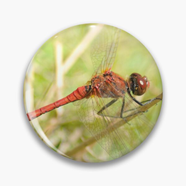 Item preview, Ruddy Darter - Libélula designed and sold by MikeSandersonPix Ltd.