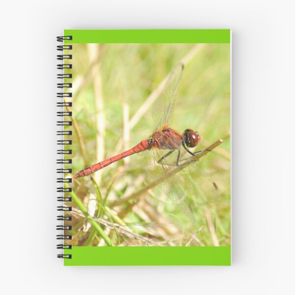 Item preview, Ruddy Darter - Dragonfly designed and sold by MikeSandersonPix Ltd.