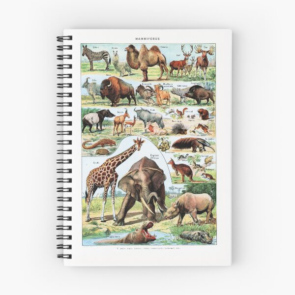 Item preview, Adolphe Millot - Mammiferes A - Vintage french zoology illustration designed and sold by Gardenlibrary.