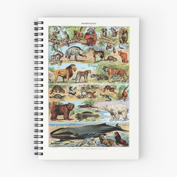 Item preview, Adolphe Millot - Mammiferes B - Vintage french zoology illustration designed and sold by Gardenlibrary.