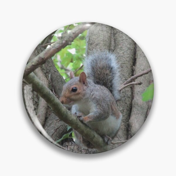 Item preview, Grey squirrel (Sciurus carolinensis) designed and sold by joshuarainbird.