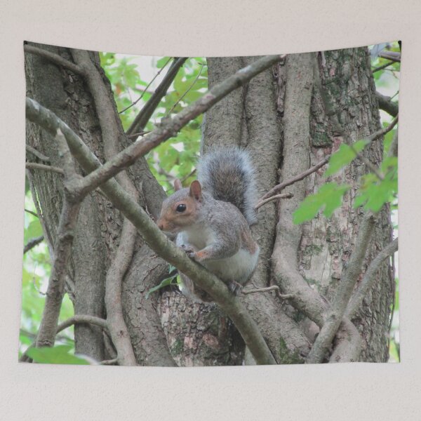 Item preview, Grey squirrel (Sciurus carolinensis) designed and sold by joshuarainbird.