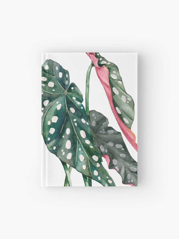 Cuaderno de tapa dura «Begonia maculata acuarela» de lulireis | Redbubble