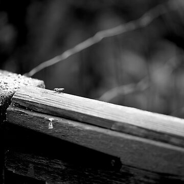 Imagen de la obra Wanna(Bee) (Monochrome) de DoodleBugImages