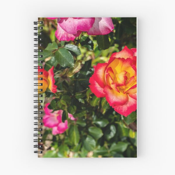 Aperçu de l'œuvre Fleur de rose chinoise créée et vendue par Nathan Pipkorn.