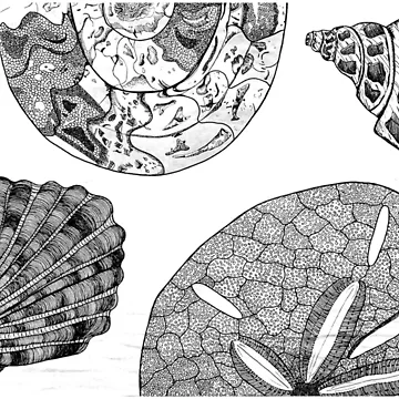 Artwork thumbnail, Shells by frwl