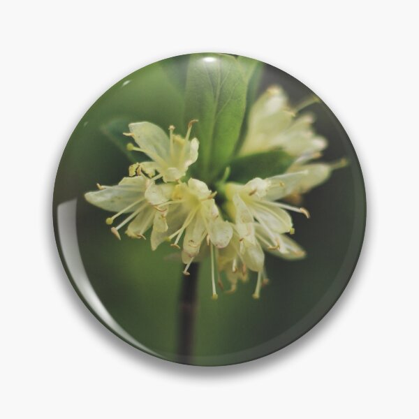 Item preview, Mountain Fly Honeysuckle (Lonicera villosa) designed and sold by Kathleen Daley.