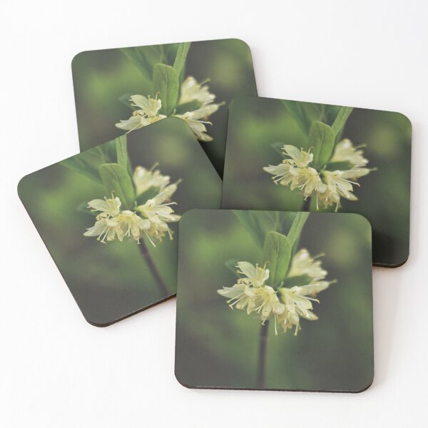 Item preview, Mountain Fly Honeysuckle (Lonicera villosa) designed and sold by Kathleen Daley.