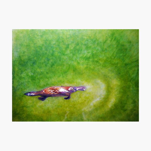 "Afloat" - Platypus (Ornithorhynchus anatinus). Photographic Print