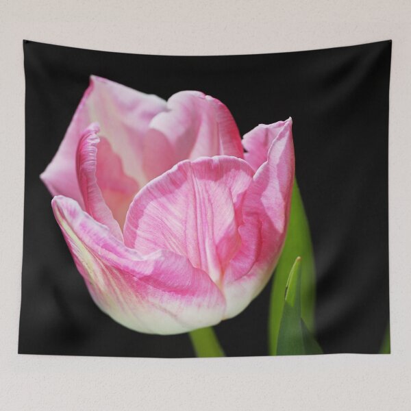 Item preview, Pink With Soft White Tulip designed and sold by Joy Watson - Natural Light Photography .