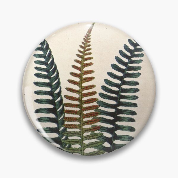 Item preview, Antique plant illustration - Polypode (common polypody) designed and sold by Gardenlibrary.