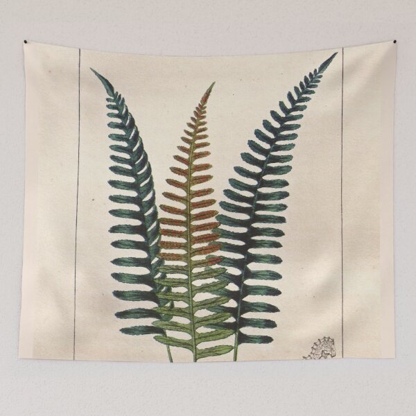 Item preview, Antique plant illustration - Polypode (common polypody) designed and sold by Gardenlibrary.
