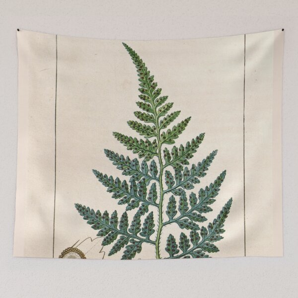 Item preview, Antique plant illustration - Calaguala fern (Polypodium leucotomos) designed and sold by Gardenlibrary.