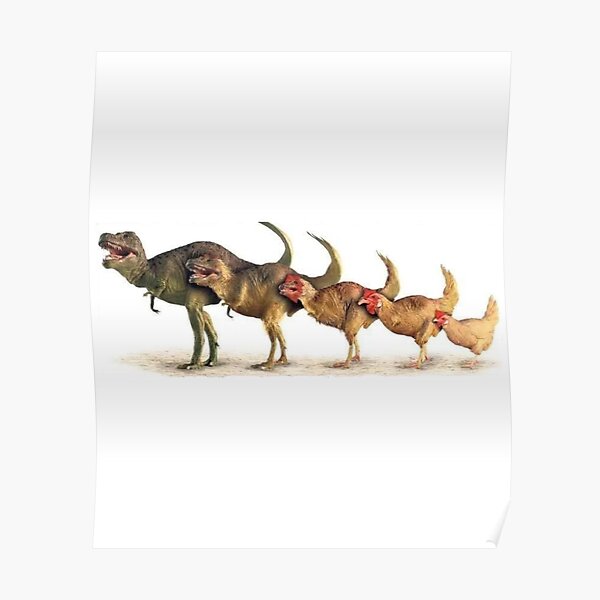 Dinosaur to Chicken Evolution  Poster
