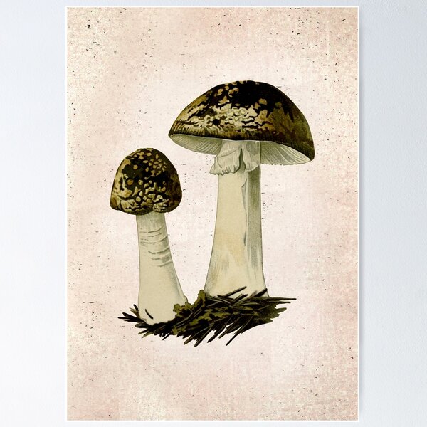 Item preview, Vintage Drawing of Mushroom Art 004 designed and sold by Darwin F.