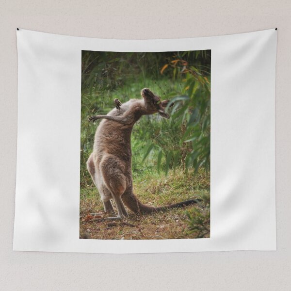 Item preview, Kangaroo scratching designed and sold by gcmadan.
