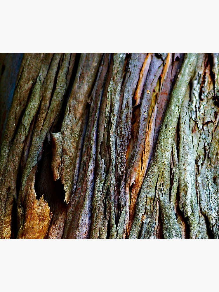 Eucalyptus Tree Bark and Wood Texture 19 by oknoki