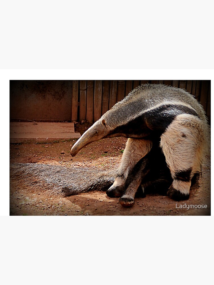 “Giant Anteater” Mask by Ladymoose | Redbubble