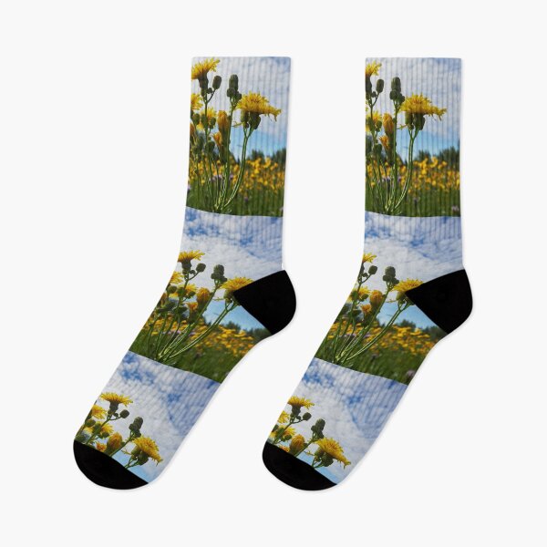 Artikelvorschau, Auf den Feldern mit goldenen Blumen fliegen wir. Belaubte Hawkweeds 11 entworfen und verkauft von Jouko Lehto Photography.