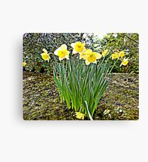Spring of nature... Canvas Print