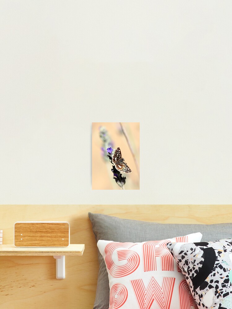 Thumbnail 2 of 3, Photographic Print, Common Sandman designed and sold by RinaG.