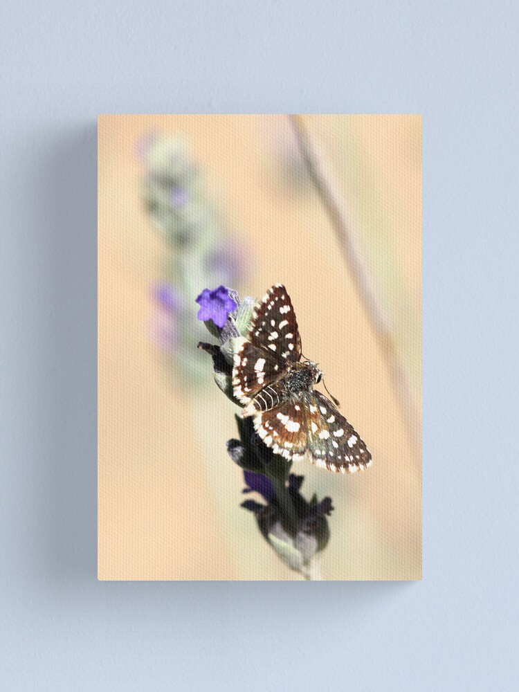 Thumbnail 1 of 3, Canvas Print, Common Sandman designed and sold by RinaG.