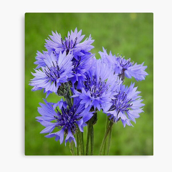 Cornflower Gifts Merchandise Redbubble