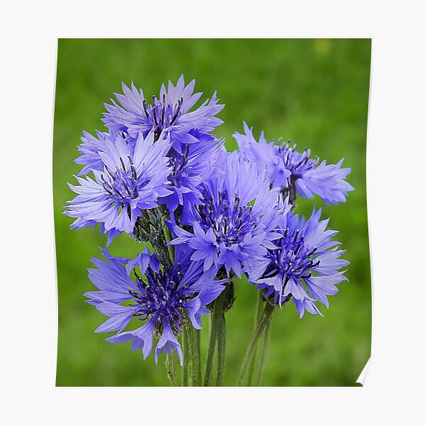 cornflower Poster