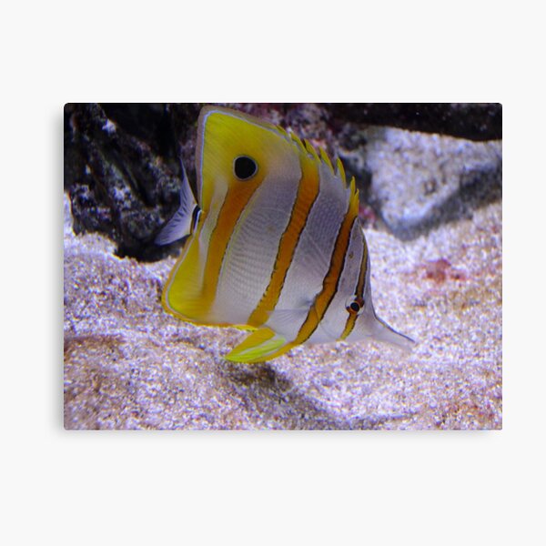 Little Yellow Fishy Canvas Print