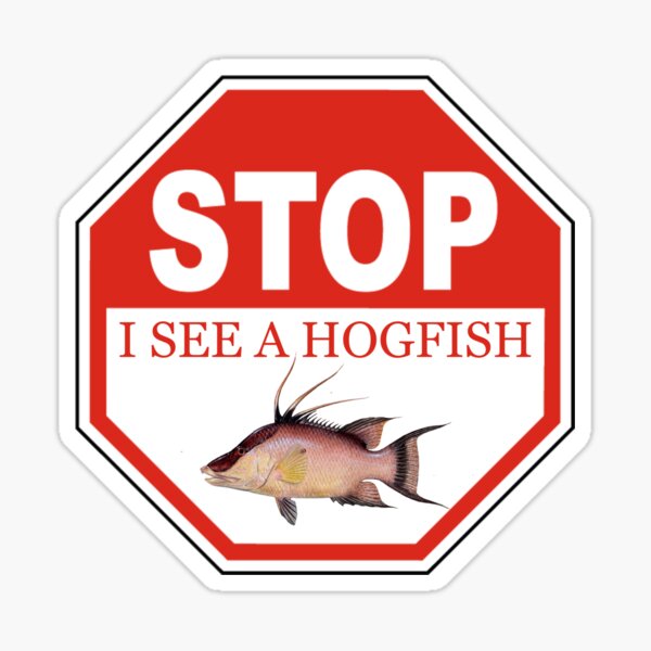 Stop I See a Hogfish in the Florida Keys Sticker
