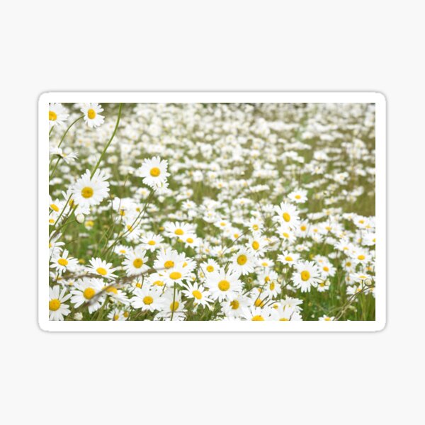 Daisy Tumblr Stickers Redbubble