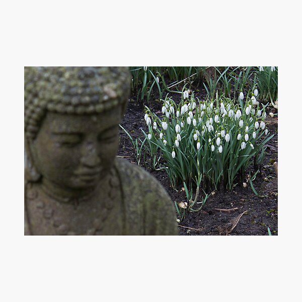 Buddha contemplates spring Photographic Print