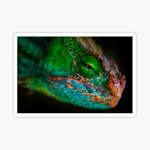 Artikel-Vorschau von Parson's Chameleon, designt und verkauft von Justharry.