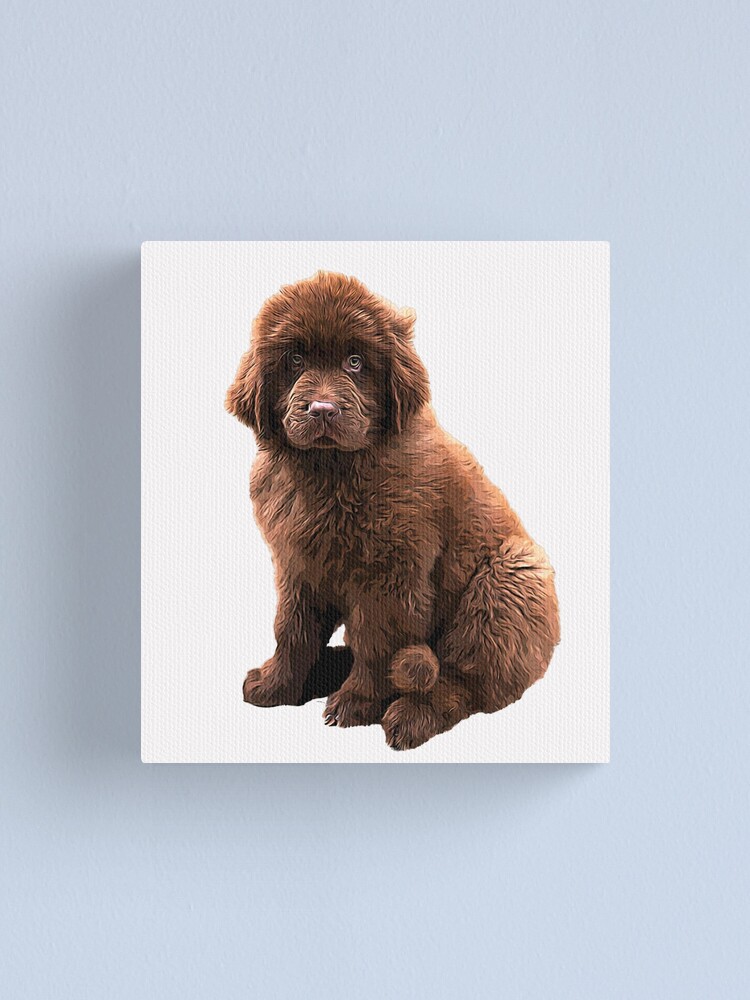 Chocolate 2025 newfoundland puppy