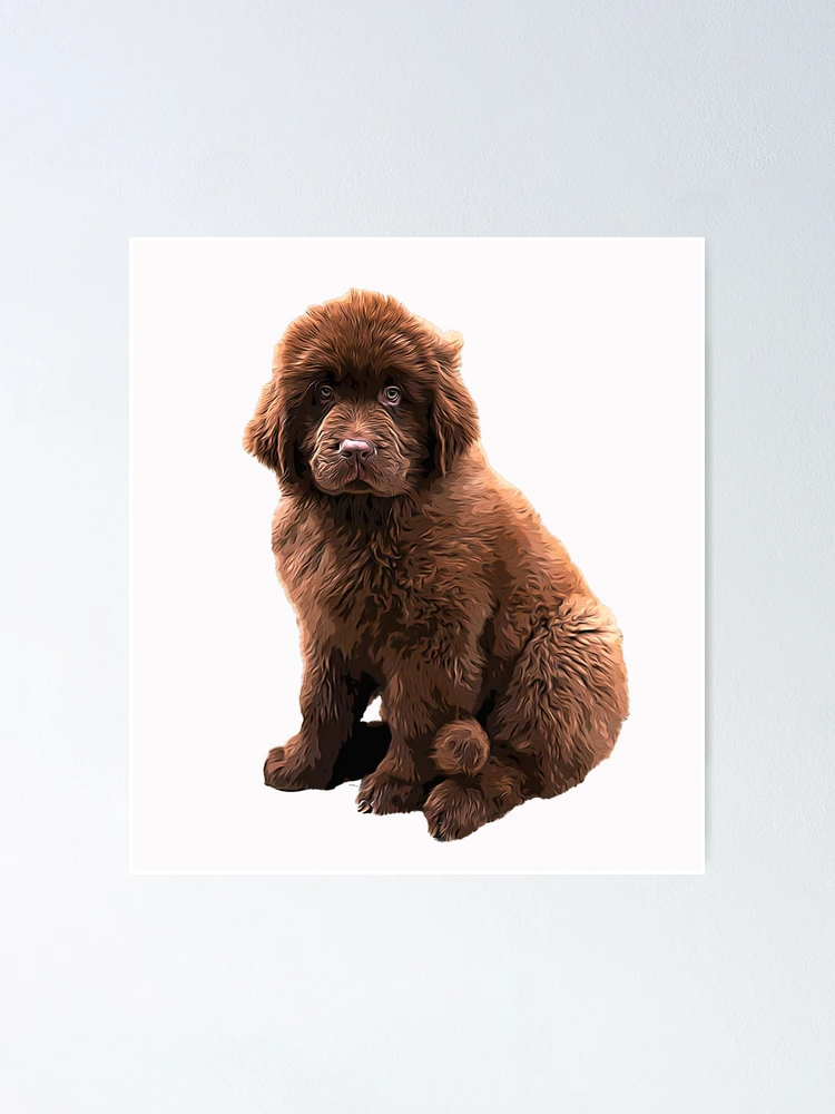 Newfoundland Chocolate Brown Puppy Dog