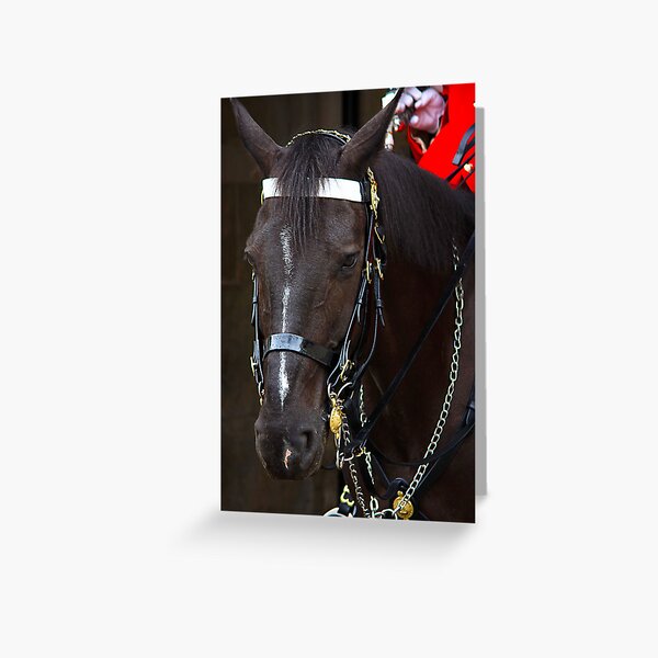 HORSE GUARD Greeting Card