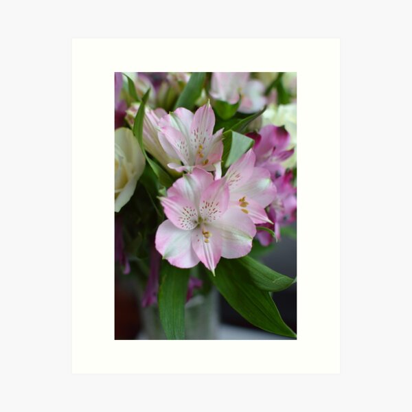 Miniature Pastel Pink Asiatic Lilies Bouquet Art Print