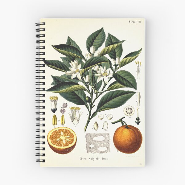 Item preview, Vintage fruit illustration - Citrus vulgaris risso designed and sold by Gardenlibrary.