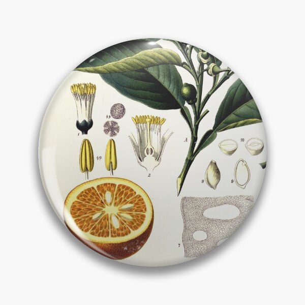 Item preview, Vintage fruit illustration - Citrus vulgaris risso designed and sold by Gardenlibrary.