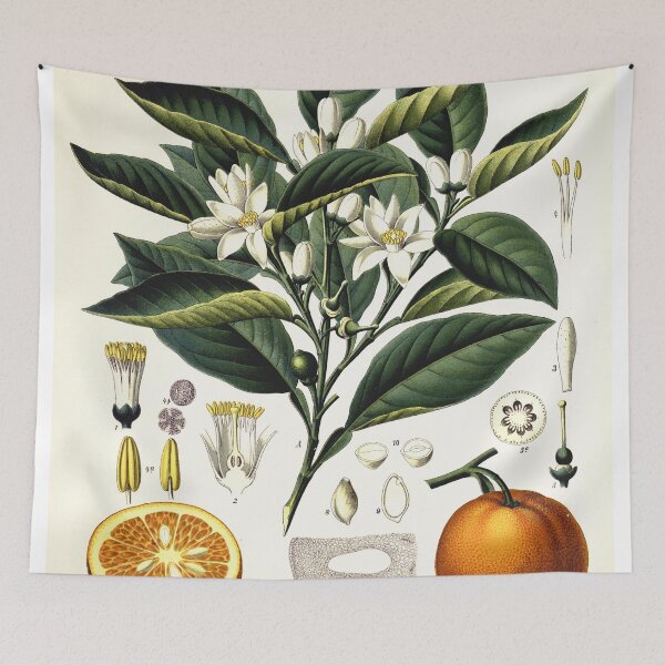 Item preview, Vintage fruit illustration - Citrus vulgaris risso designed and sold by Gardenlibrary.